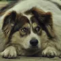 featured image - The Risks of Dog Obesity and What You Can Do to Prevent It