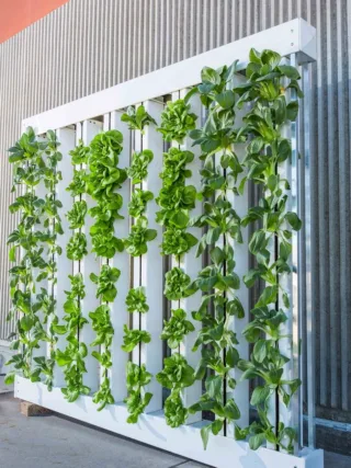 featured image - Utilizing Your Indoor Space for Vertical Farming + How to Make It Look Aesthetically Nice
