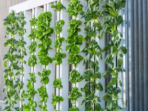 featured image - Utilizing Your Indoor Space for Vertical Farming + How to Make It Look Aesthetically Nice