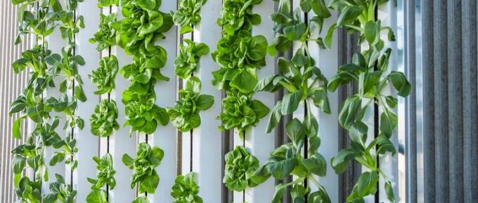 Utilizing Your Indoor Space for Vertical Farming + How to Make It Look Aesthetically Nice
