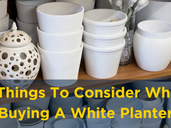 featured image - 5 Things to Consider When Buying a White Planter