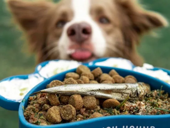 featured image - Dog Owner’s Guide to Organising Pet Supplies Throughout the Home