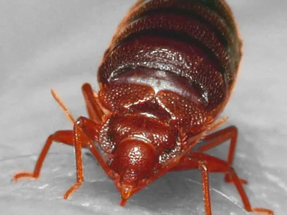 featured image - The Top 10 Things You Should Know About Bed Bugs