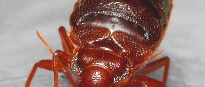 The Top 10 Things You Should Know About Bed Bugs