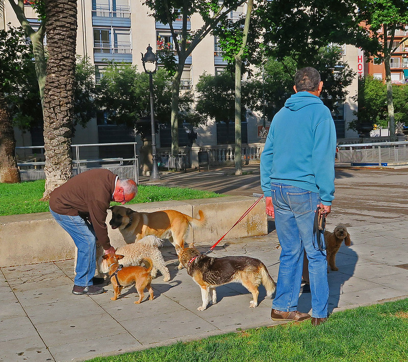 image - Ways of Socializing Dog with Other Dogs 