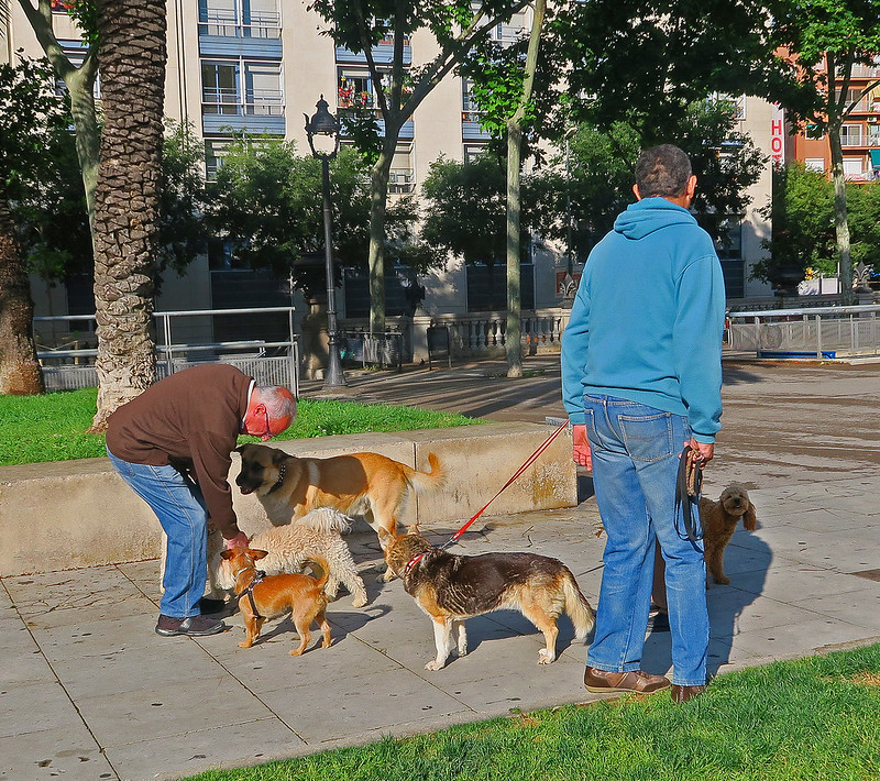 Ways of Socializing Dog with Other Dogs image - Ways of Socializing Dog with Other Dogs