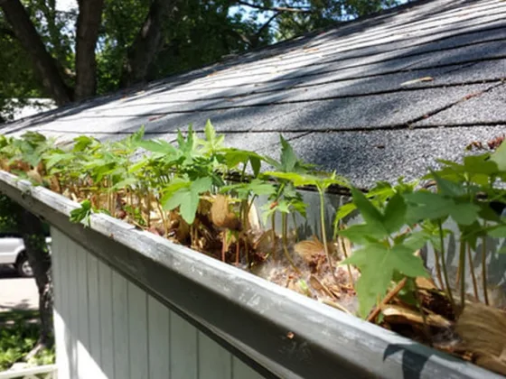 featured image - Why is Gutter Cleaning Important