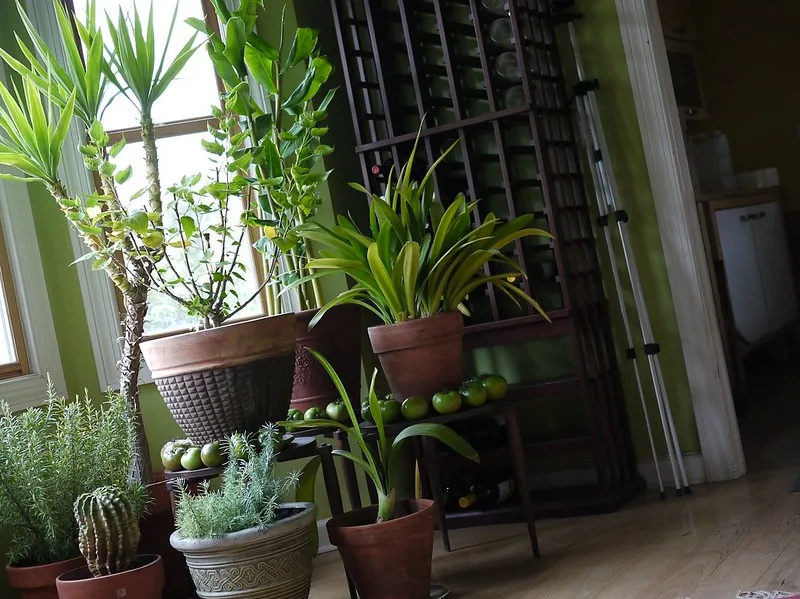 featured image - 4 Steps You Need to Follow to Grow Happy Houseplants