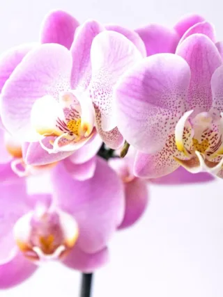 featured image - 7 Plants You Don't Want to Get as a Beginner