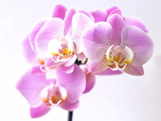 featured image - 7 Plants You Don't Want to Get as a Beginner