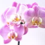 featured image - 7 Plants You Don't Want to Get as a Beginner
