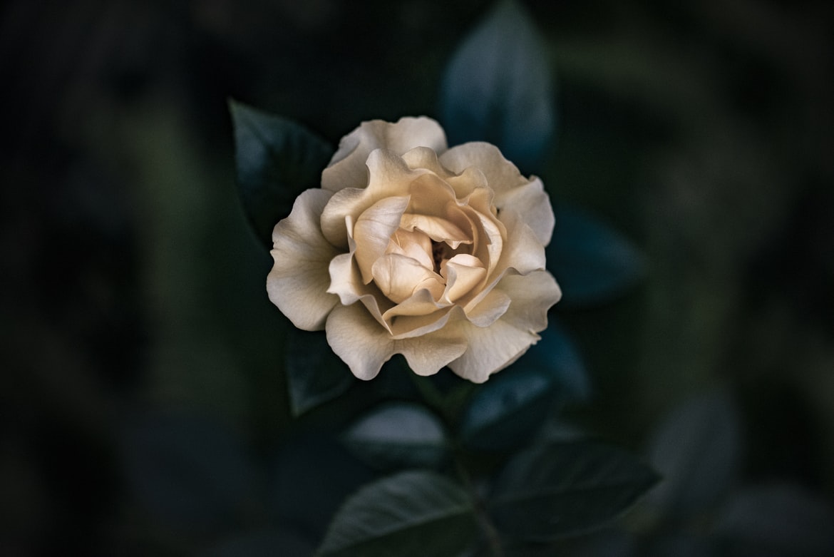 image - Gardenia