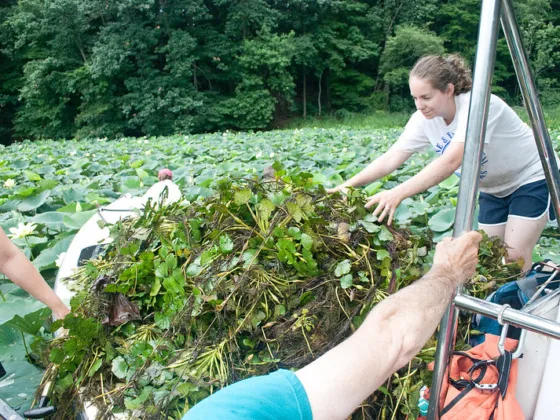 featured image - The Eccentric World of Invasive Plant Species