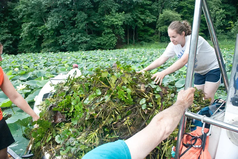 featured image - The Eccentric World of Invasive Plant Species