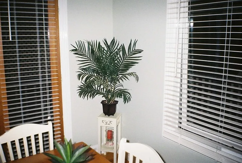 featured image - 6 Kinds of Window Blinds to Choose