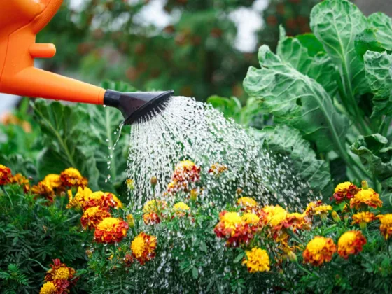 featured image - 6 Simple Tips to Ensure You Water Your Flowers Well in The Garden, So They Are Healthy