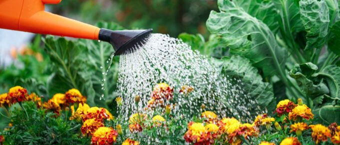 6 Simple Tips to Ensure You Water Your Flowers Well in The Garden, So They Are Healthy