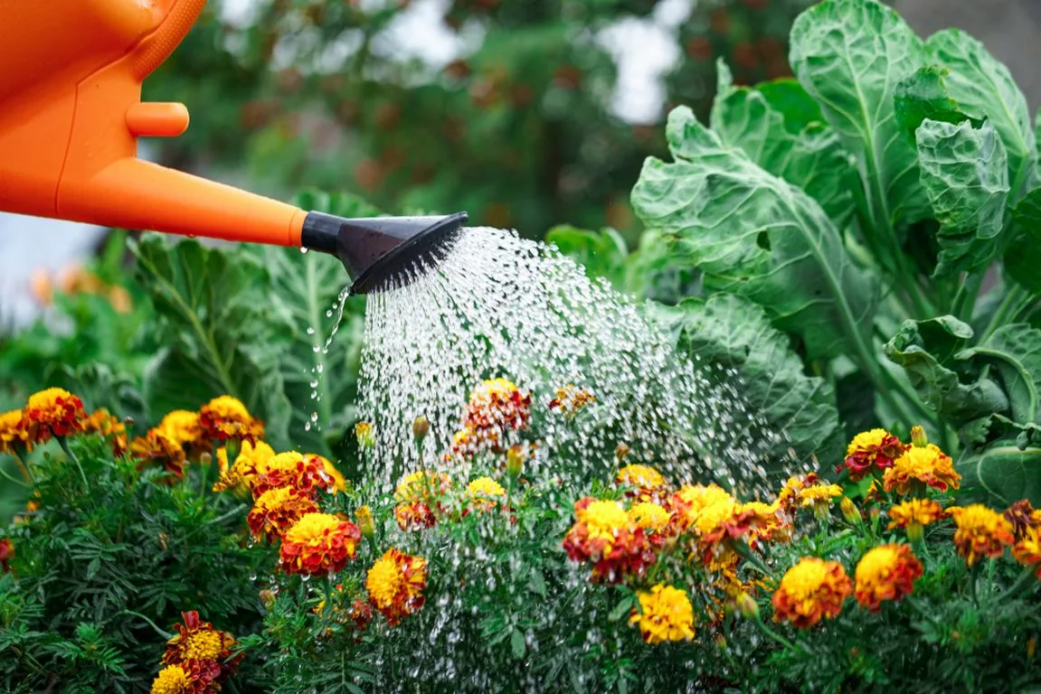 featured image - 6 Simple Tips to Ensure You Water Your Flowers Well in The Garden, So They Are Healthy