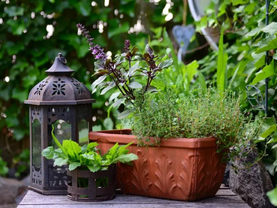 featured image - Container Gardening - A Farm Alternative or A Waste of Time