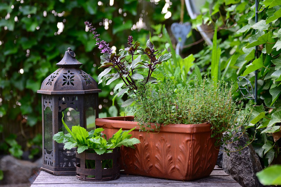 image - Container Gardening - A Farm Alternative or A Waste of Time