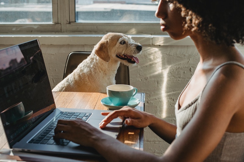 Home Safety Guide for Pet Owners image - Home Safety Guide for Pet Owners