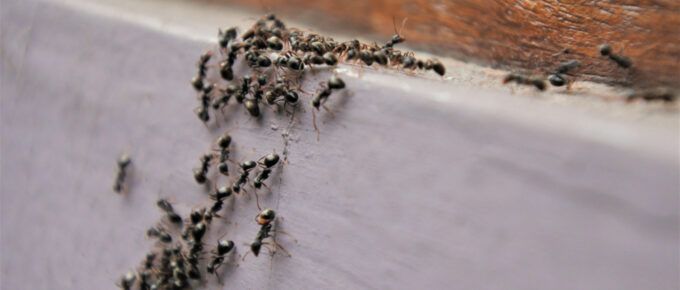 How to Get Rid of Ants in and Out of the Home