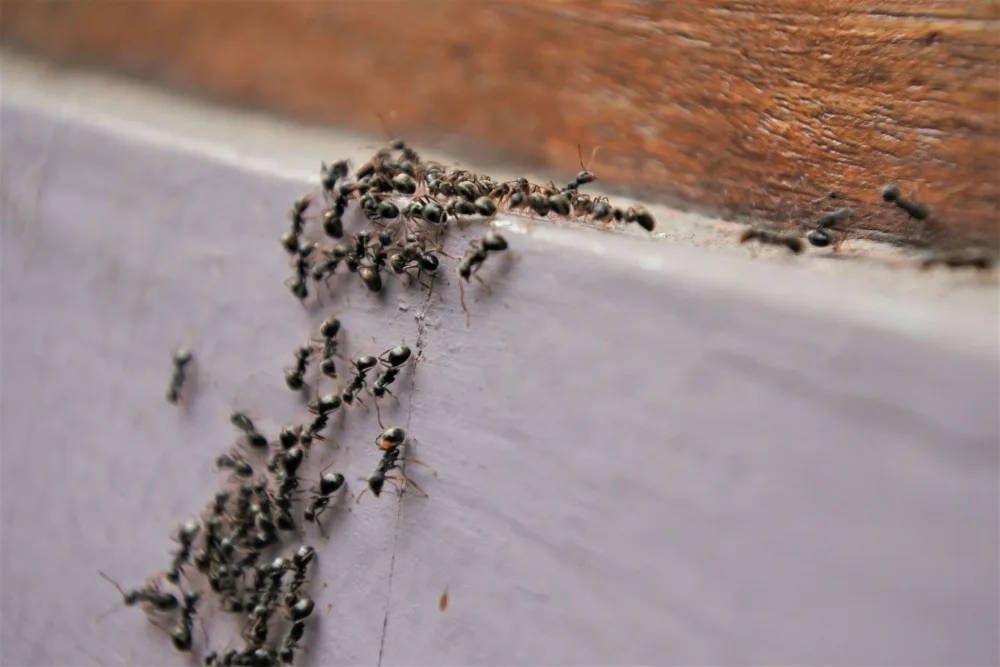 featured image - How to Get Rid of Ants in and Out of the Home
