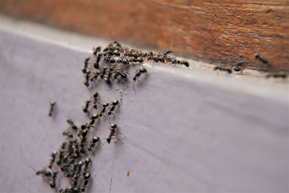 image - How to Get Rid of Ants in and Out of the Home 