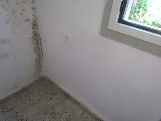 featured image - How to Get Rid of Unwanted Mould in Your Home
