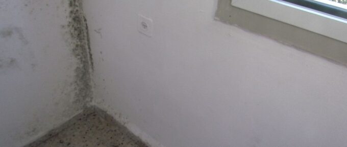 How to Get Rid of Unwanted Mould in Your Home?