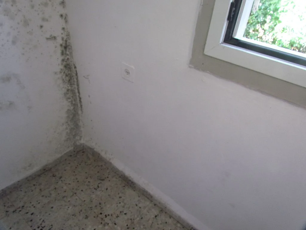 featured image - How to Get Rid of Unwanted Mould in Your Home