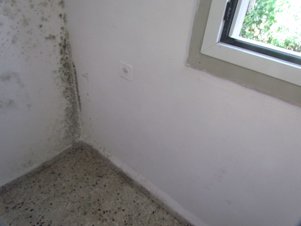 image - How to Get Rid of Unwanted Mould in Your Home