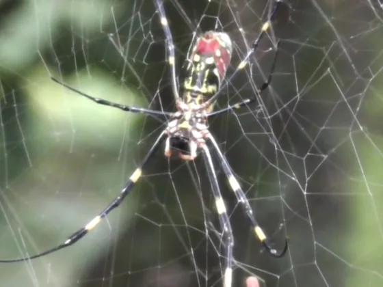 featured image - How to Handle the Invasion of the Giant Asian Joro Spider