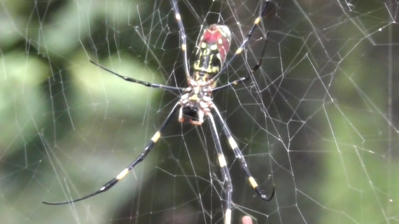 image - How to Handle the Invasion of the Giant Asian Joro Spider
