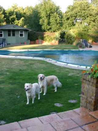 featured image - Seven Tips for Creating a Pet-Friendly Garden