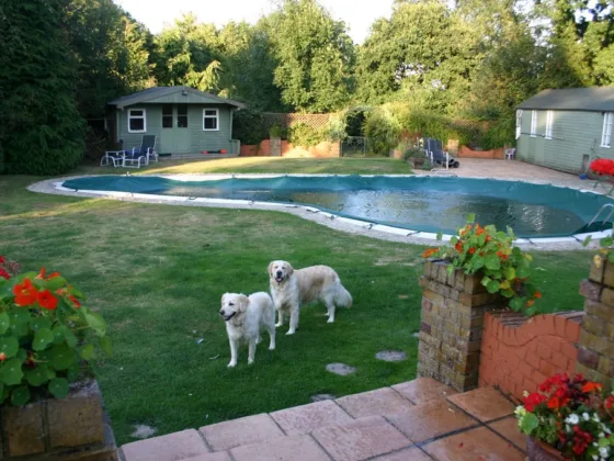 featured image - Seven Tips for Creating a Pet-Friendly Garden