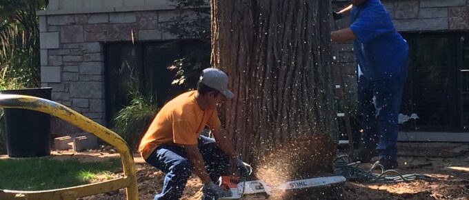 Step By Step Guide to Tree Cutting and Felling