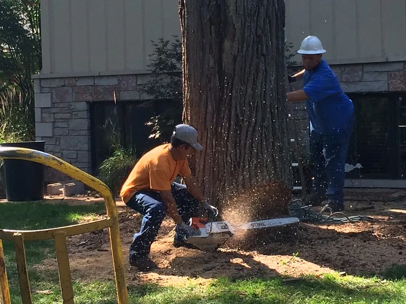 featured image - Step By Step Guide to Tree Cutting and Felling