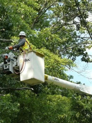 featured image - What Months are Best for Tree Trimming?