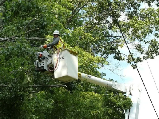 featured image - What Months are Best for Tree Trimming?