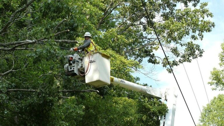 What Months Are Best For Tree Trimming what-months-are-best-for-tree-trimming