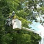 featured image - What Months are Best for Tree Trimming?
