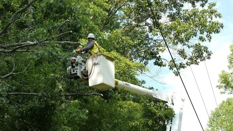 featured image - What Months are Best for Tree Trimming?