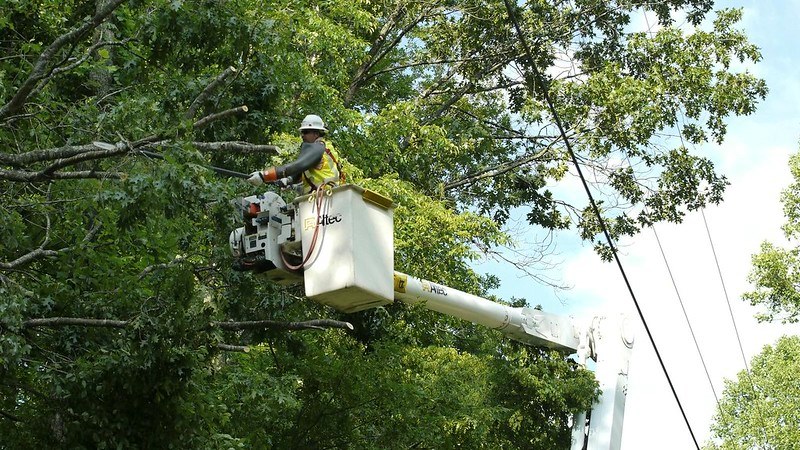 What Months are Best for Tree Trimming? image - What Months are Best for Tree Trimming?