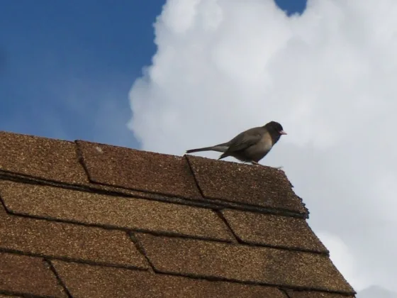 featured image - What You Need to Know About Asphalt Roofing Granules