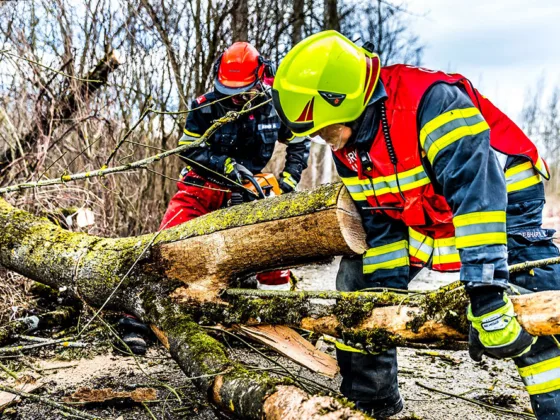 featured image - Why It Is Important To Hire a Professional Tree Service