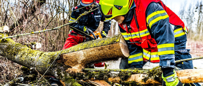 Why It Is Important to Hire a Professional Tree Service