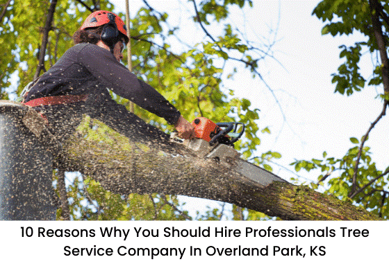 featured image - 10 Reasons Why You Should Hire Professionals Tree Service Company in Overland Park, KS