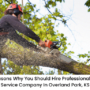 featured image - 10 Reasons Why You Should Hire Professionals Tree Service Company in Overland Park, KS