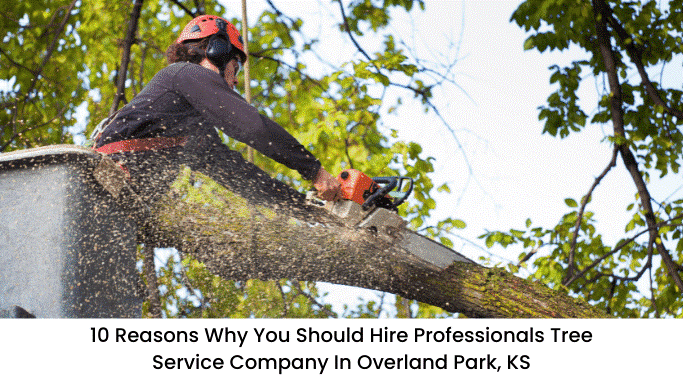 image - 10 Reasons Why You Should Hire Professionals Tree Service Company in Overland Park, KS